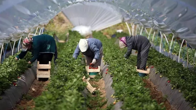 Fiyatı dibi gördü! Kan şekerini terazi gibi dengeliyor