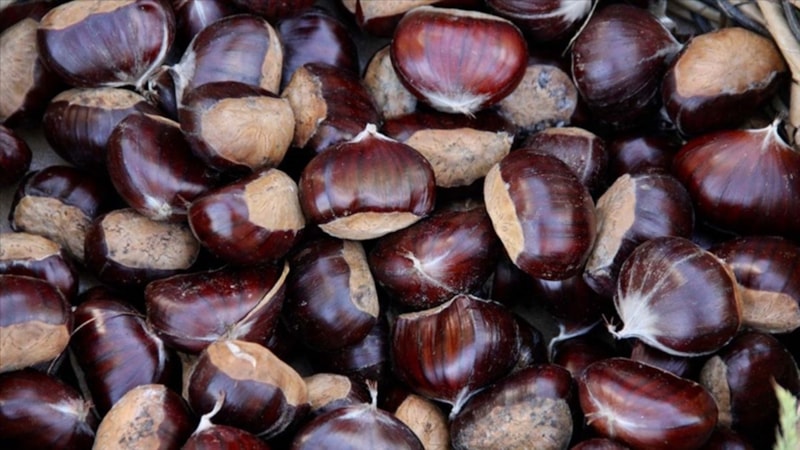 Büyüklüğüne bakmayın! Eğer kestaneden beyaz köpük çıkıyorsa...