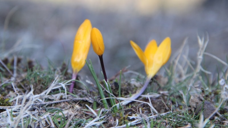 Çorum'da baharın müjdecisi çiğdemler erken açtı