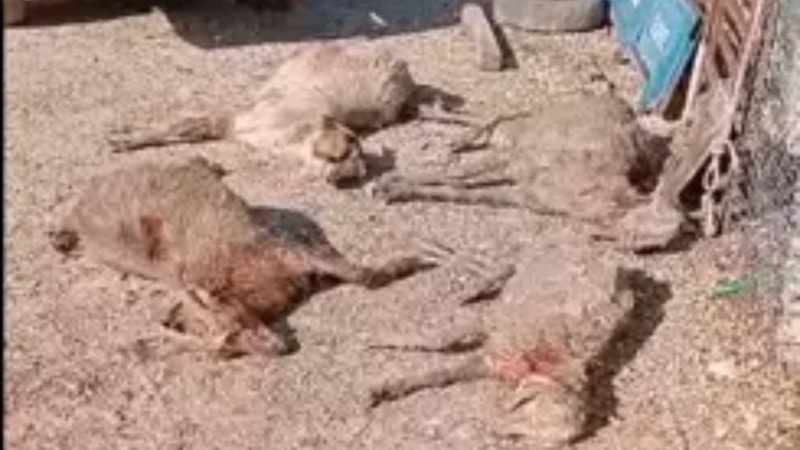 Mersin'de sokak köpeklerinin 26 gebe küçükbaş hayvanı telef ettiği olayda çiftlik sahibi yetkililere seslendi