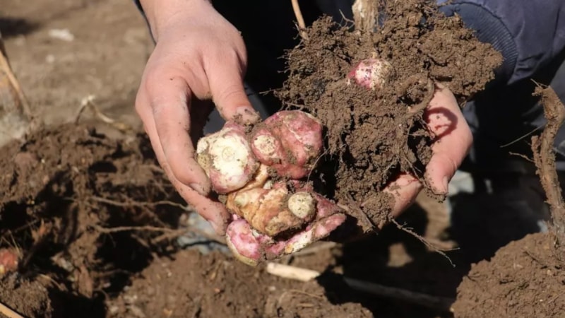 Tarlasına ekti, siparişlere yetişemiyor! 1 tanesi bile şekeri dengeliyor