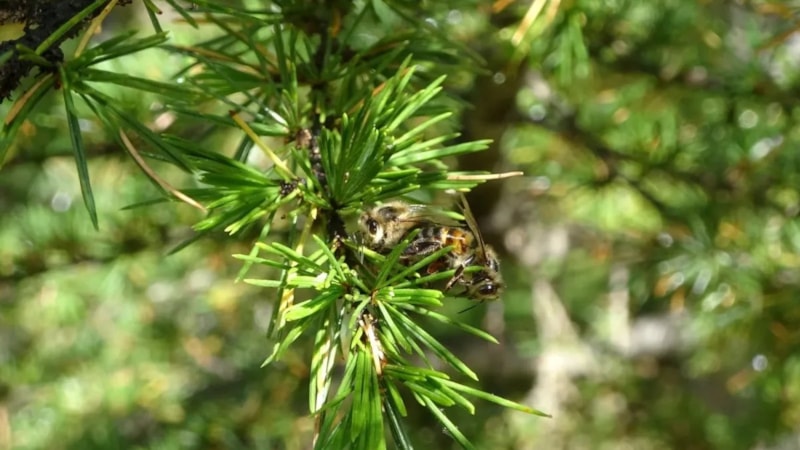 5 yılda bir hasat ediliyor, toplayan servet kazanıyor! Kilosu 1.500 lira…