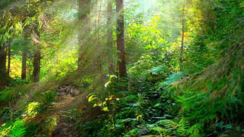 Bu illüzyon çok tartışıldı! Ormandaki yılanı kimse göremiyor...