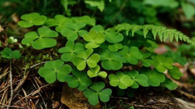 Dört yapraklı yonca ne anlama geliyor? İşte, dört yapraklı yoncanın anlamı...