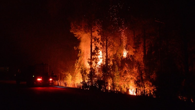 Arjantin'de orman yangınlarından 20 bin hektarlık alan etkilendi