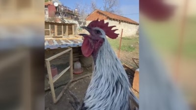 Denizli'de öterken bayılan horoz