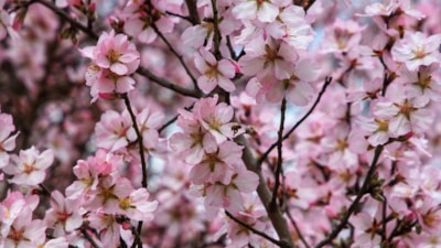 Antalya'da badem ağaçları erken çiçek açtı