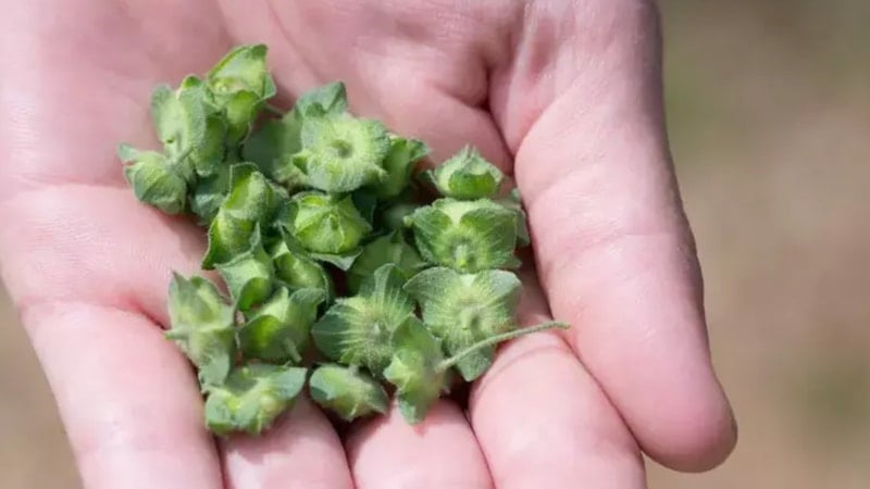 Hastalıklarla savaşıyor, küçük bir saksıda bile yetişiyor! Kalp krizini önlüyor, kanserin kökünü kazıyor