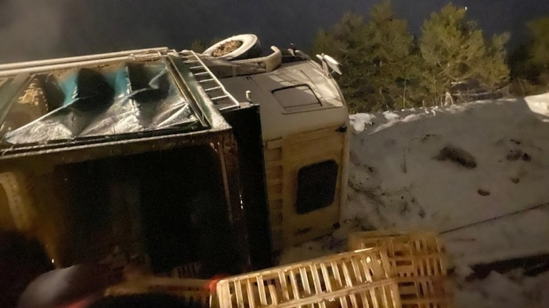 Bolu'da kamyon devrildi: Yüzlerce tavuk telef oldu