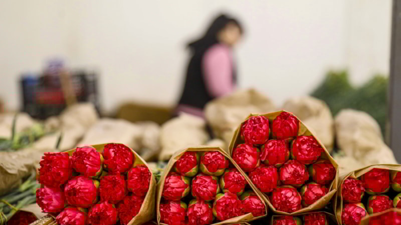 Sevgililer Günü'ne hazırlık: 30 ülkeye 75 milyon dal çiçek ihraç edildi