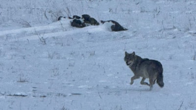 Kars'ta soğukta yiyecek bulmakta zorlanan kurt, köye indi