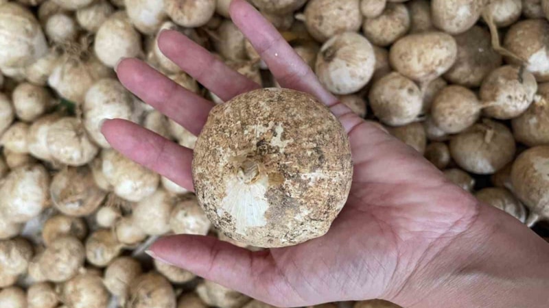 Sarımsak deyip geçmeyin; Cezası 557 bin lira