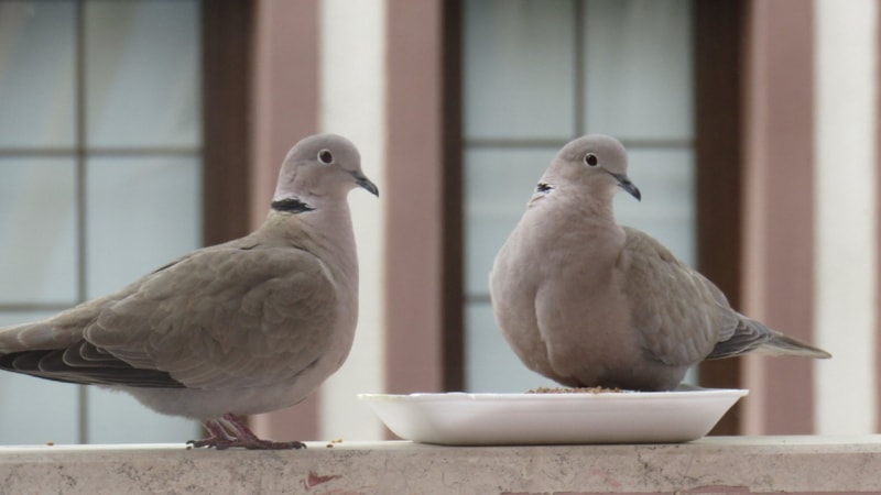 Cama, balkona kumru konduysa dikkat: Bakın ne anlama geliyor