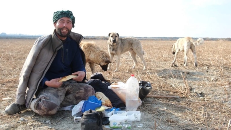 Erzincan'da sürünün güvenliği çoban köpeklerinde