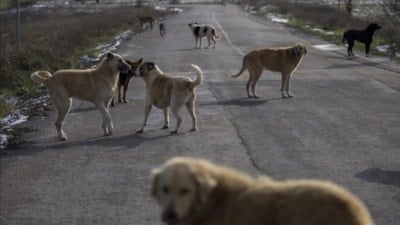 Bakanlık valiliklere yazı gönderdi: Belediyelere sahipsiz köpek başına 71 bin TL ceza kesilecek
