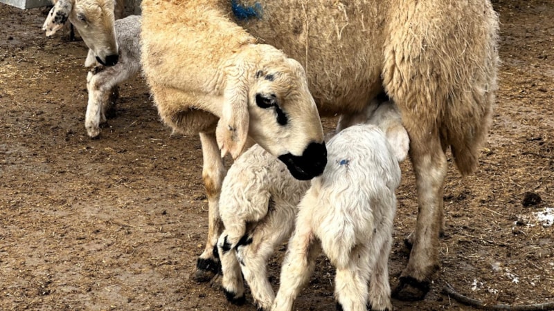 Malatya’da baharın habercisi, kuzuların doğumu başladı