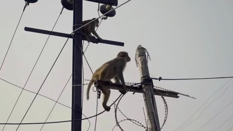 Sri Lanka'da yaşanan elektrik kesintisinin nedeniyle ilgili şaşırtan açıklama