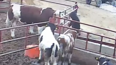 Niğde'de kızgın boğa sahiplerine saldırdı