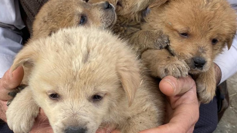 Kars'ta bir aile anneleri ölen köpeklere yuva oldular