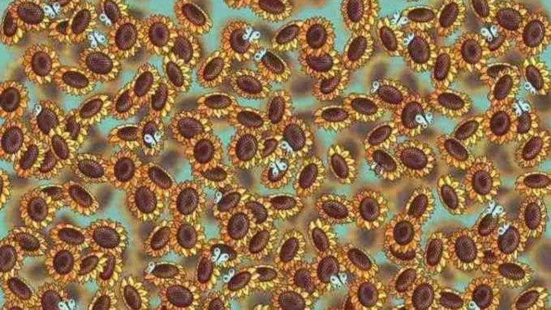 Optik IQ Testi: Arıyı gördünüz mü? Çünkü sadece 140 IQ'lular görecek...