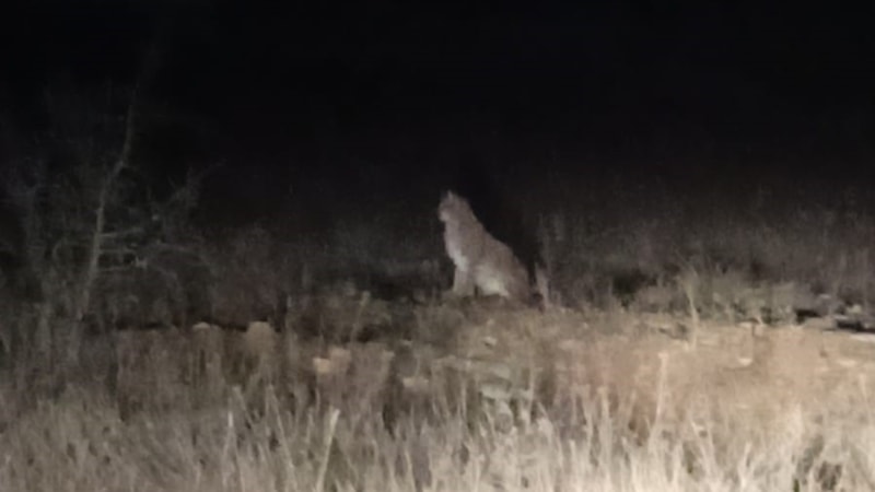 Gümüşhane'de nesli tehlike altındaki Kafkas vaşağı gece avlanırken görüntülendi