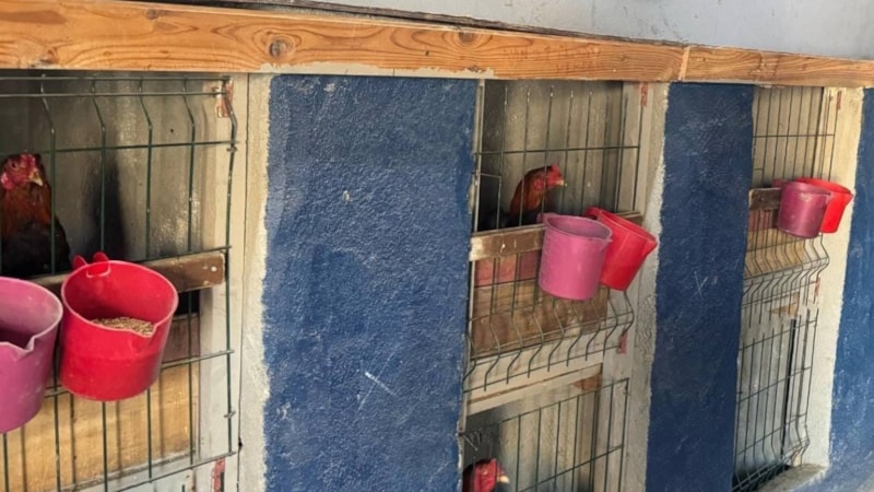 Erzurum’da horoz dövüştüren 3 şahıs yakalandı: Kişi başı 10 bin TL ceza