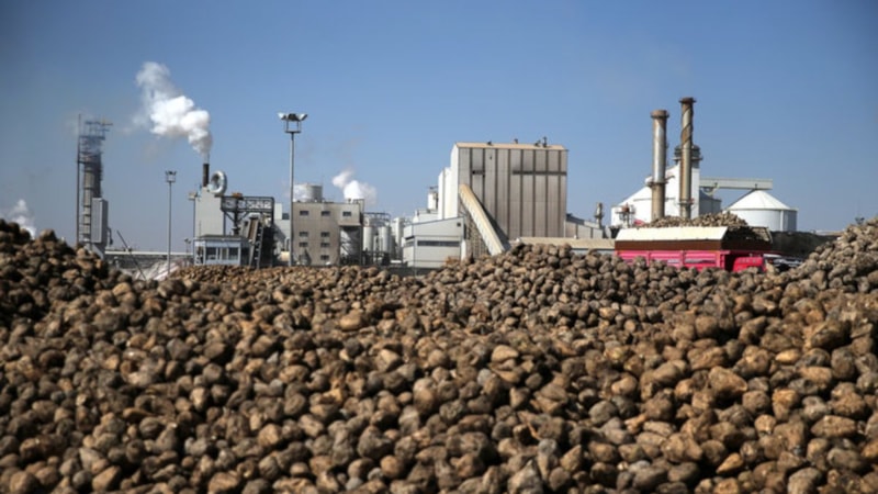 Konya Şeker, üreticilere 6,3 milyar lira pancar bedeli ödeyecek