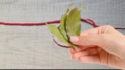 Defne yaprağını kırmızı iple bağlayın: Bakın ne işe yarıyor