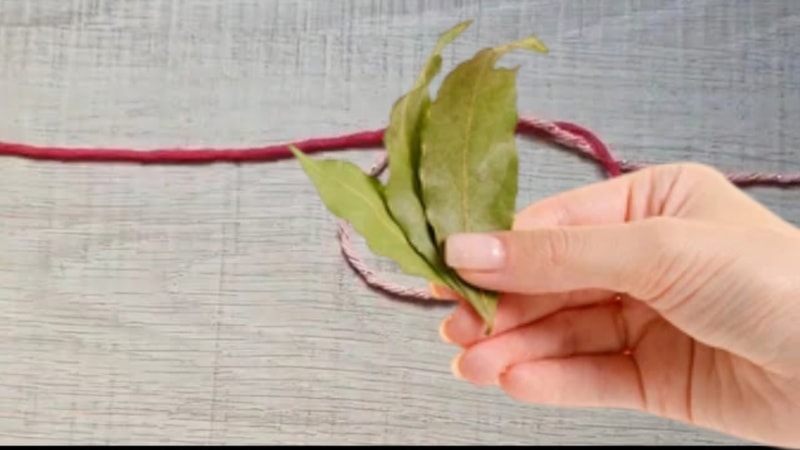 Defne yaprağını kırmızı iple bağlayın: Bakın ne işe yarıyor