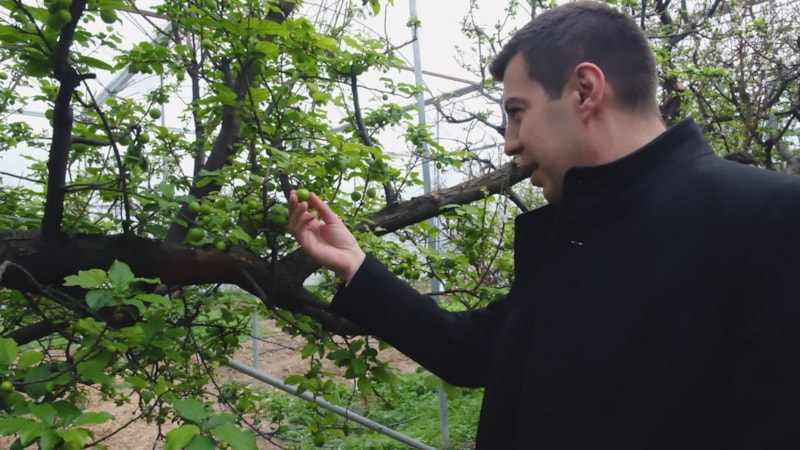 Mersin'de erken hasat eriğin fiyatı 8 bin lirayı buldu