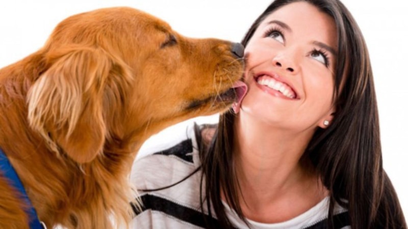 Köpeklerin sahiplerini yalamasının sebebi bakın neymiş...