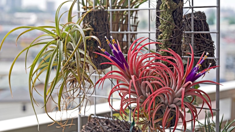 Çiçekçiler bile şokta! Bu bitki ne saksı, ne toprak istiyor...