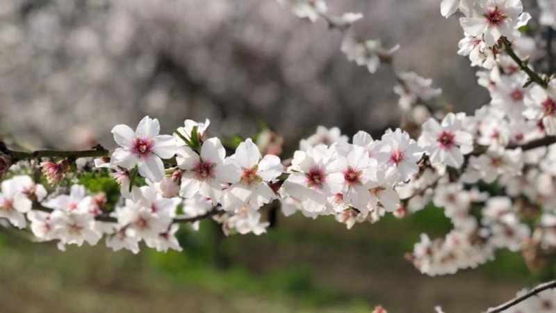 İlk cemre ne zaman ve nereye düşecek? 2025 cemre düşme tarihleri...