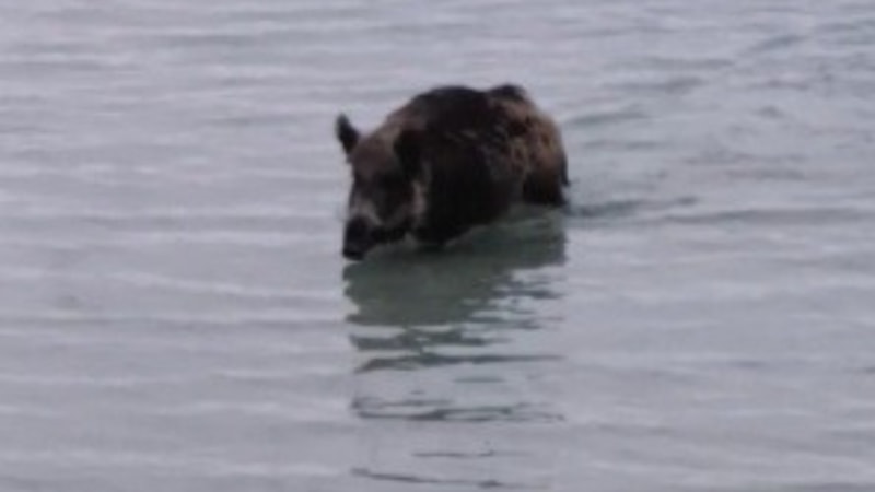 Aydın'da yaban domuzu denizden yüzerek çıktı