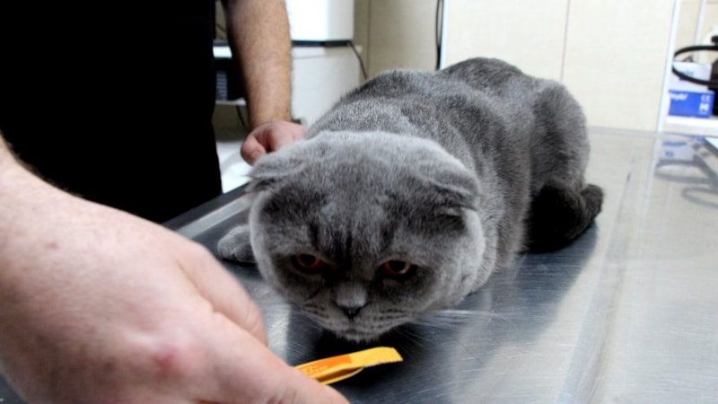 Adana'da hasta kedinin çift cinsiyetli olduğu ortaya çıktı