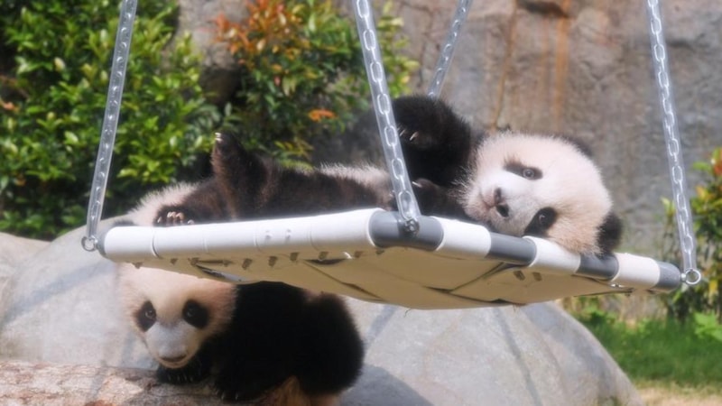 Çin'in ikiz panda yavruları dikkat çekiyor