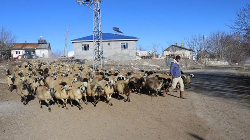 Muşlu çiftçi, devlet desteğiyle koyun sürüsünü 3'e katladı