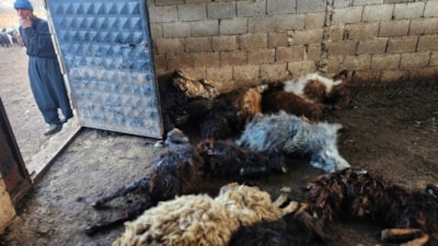 Gaziantep'te kurt saldırısında 40 koyun telef oldu