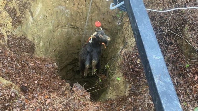 Edirne'de çukura düşen 4 keçi kurtarıldı