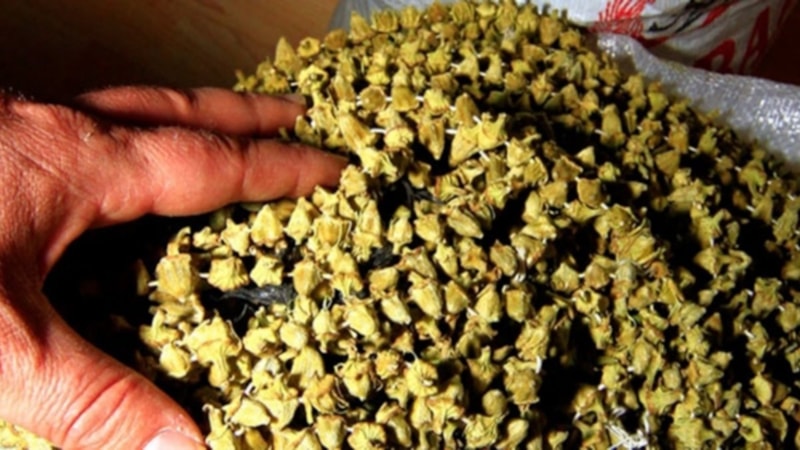 Fiyatı gram altınla yarışıyor! Çiçek bamyanın faydaları bakın neymiş...