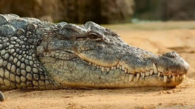 Timsahlar neden gözyaşı dökerler? 'Timsah Gözyaşları' teriminin hikayesi nedir?