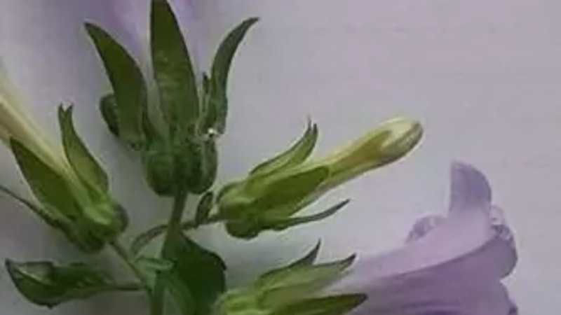 Aydın'da yeni bir bitki türü keşfedildi: Kuşadası Çanı