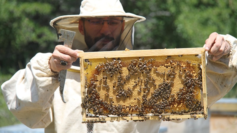 Türkiye'nin en 'ballı' şehri Ordu oldu