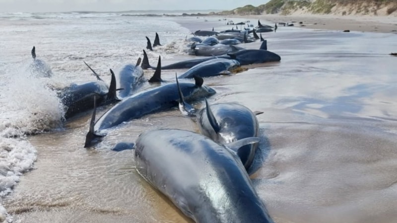 Avustralya'da 150'den fazla sahte katil balina kıyıya vurdu