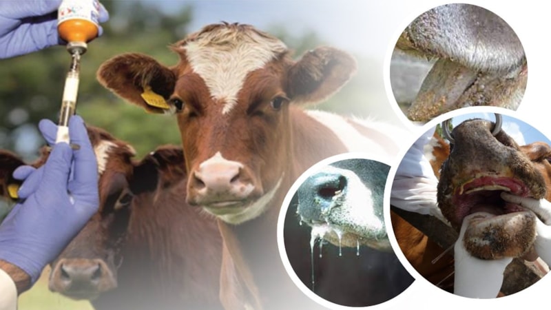 Denizli’de büyükbaş hayvanlar için ilkbahar dönemi şap aşılama çalışması başladı