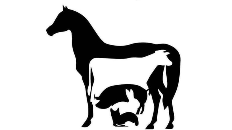 Resimde kaç hayvan var? 6 saniyede bulan, üstün zekalı sayılıyor...