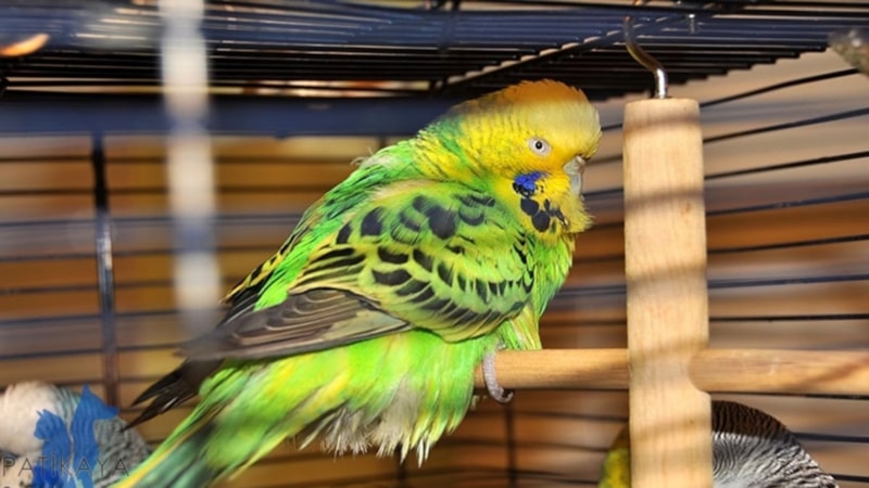 Muhabbet kuşlarının tüylerini kabartması ne anlama gelir? İşte yanıtı...