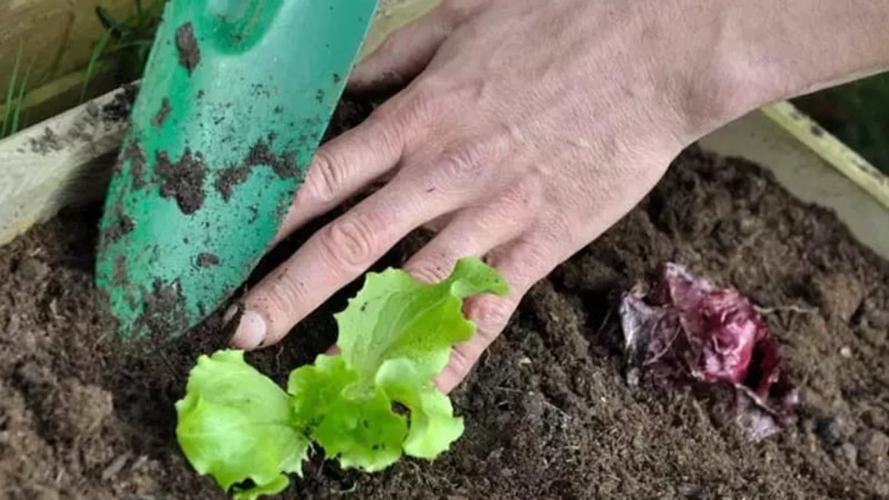Bu sebzeyi şimdi ekin, Mart'ta hasat edin! Saksı saksı ürün veriyor...