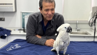 Mersin'de veterinerlerle dans eden papağan büyük ilgi gördü