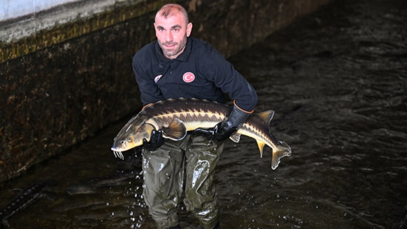 Türk havyarı dünya piyasasında olacak